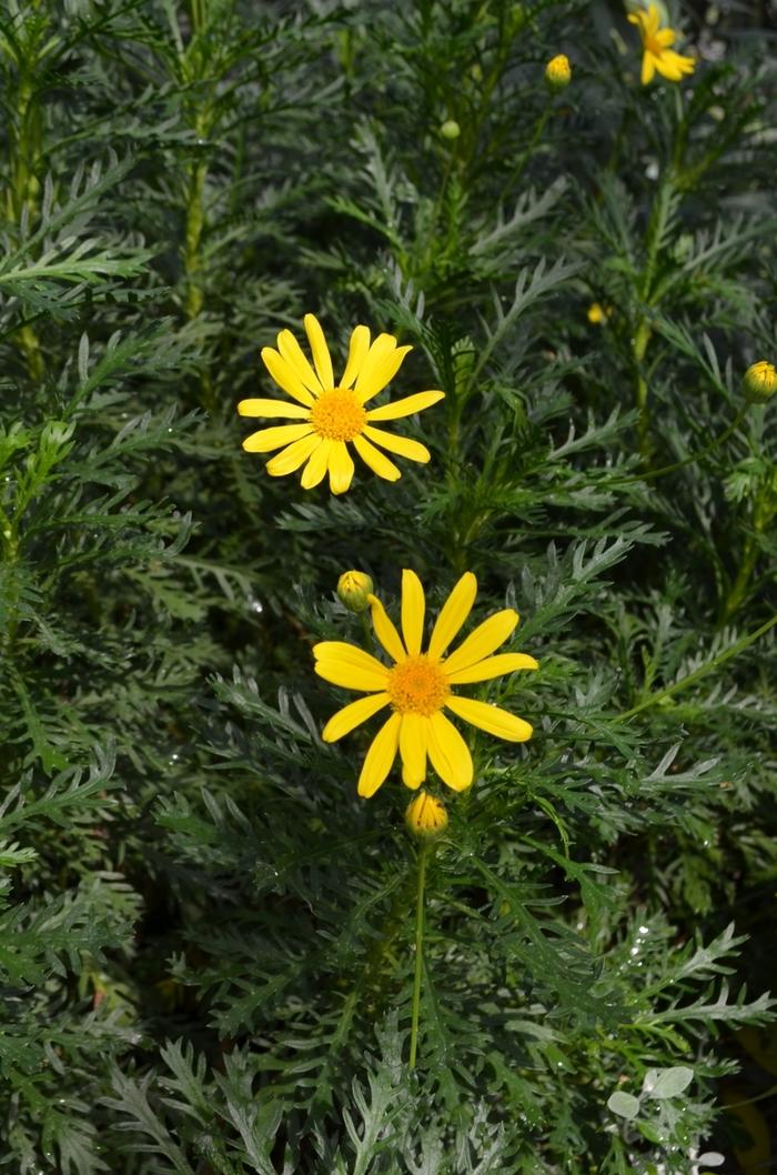 Euryops pectinatus 'Viridis' Golden Daisy Bush from Belmont Nursery
