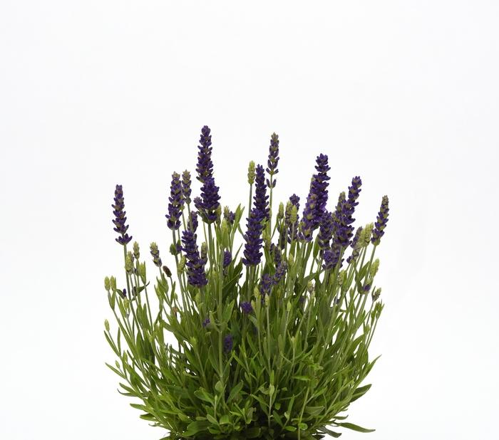 Lavandula angustifolia 'Blue Spear' English Lavender from Belmont Nursery