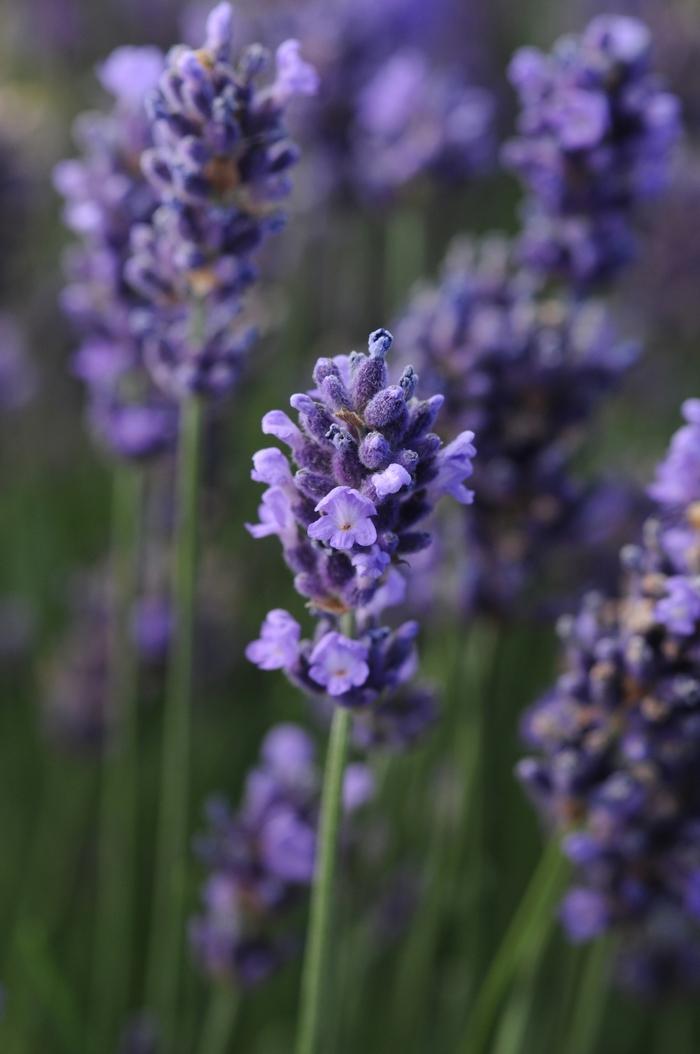 Lavandula angustifolia 'SuperBlue' English Lavender from Belmont Nursery