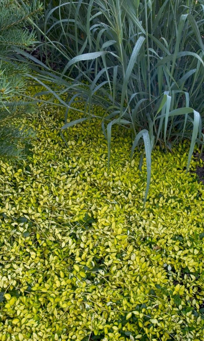 Vinca minor 'Illumination' Periwinkle from Belmont Nursery