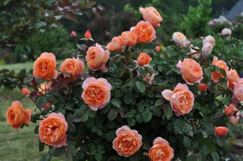 Rosa 'Lady Emma Hamilton' David Austin Rose from Belmont Nursery
