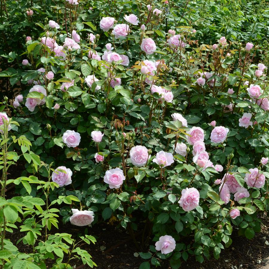 Rosa 'Olivia Rose Austin' David Austin Rose from Belmont Nursery