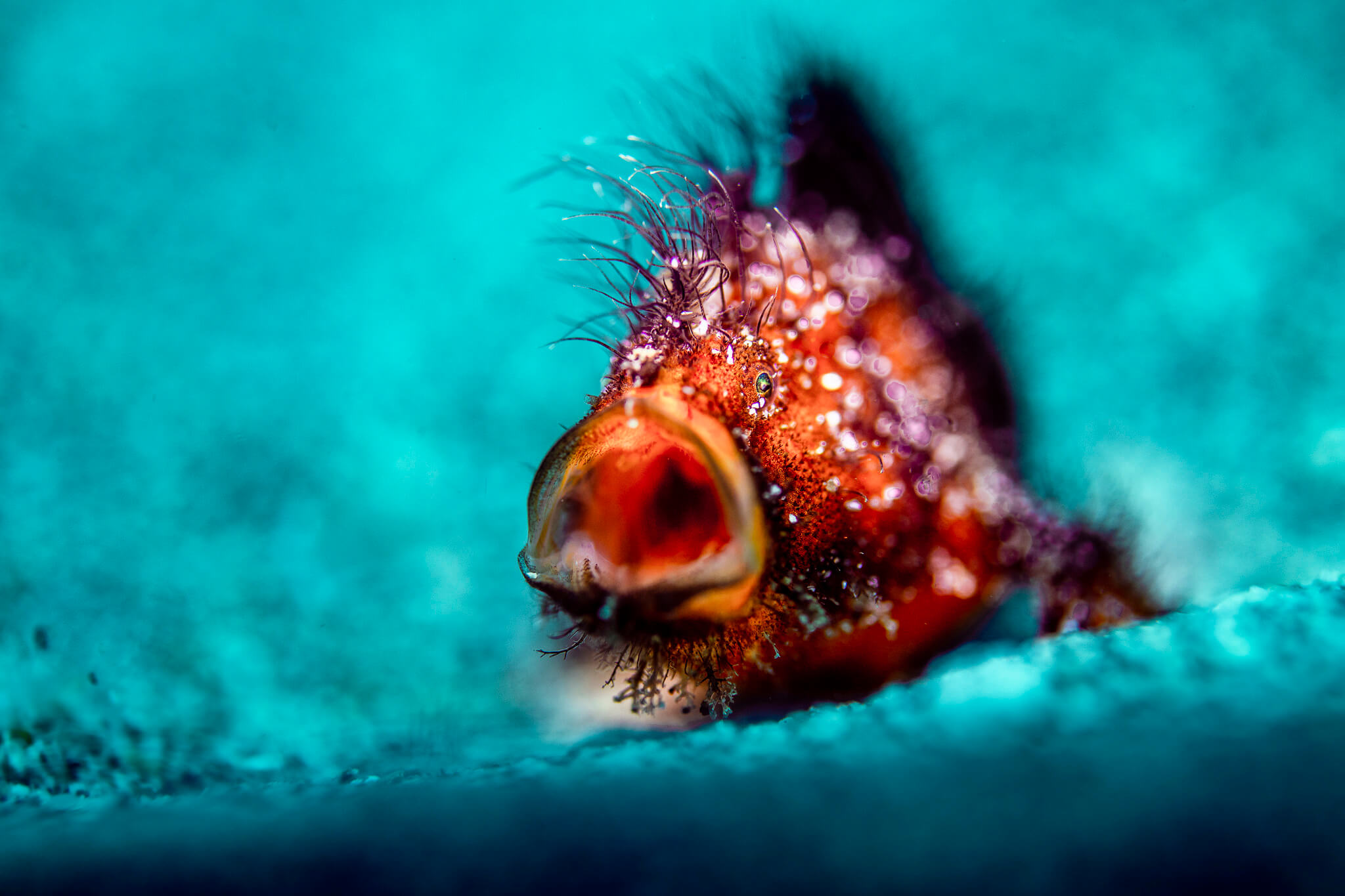 Lightroom Presets for Underwater Photography Lightroom Presets BELOW