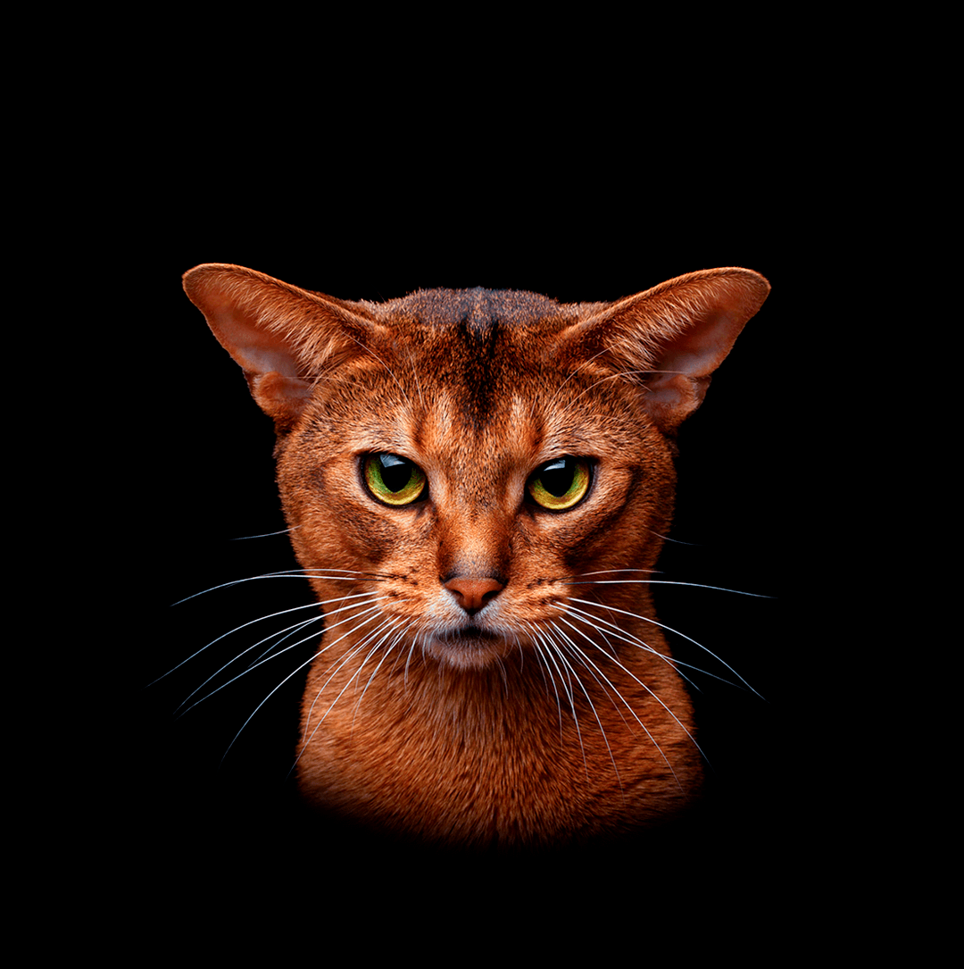 Buy a Bengal, Abyssinian, Chausie and Savannah kitten