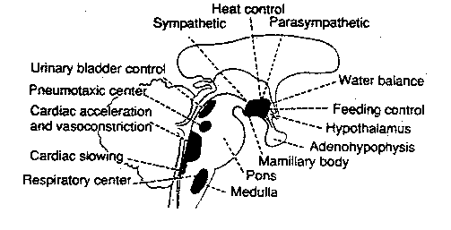 BRAIN AREAS SUPPORTING CEREBRAL CORTEX FUNCTION