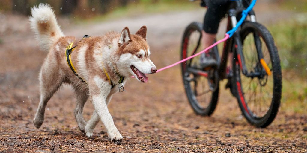 Bikejoring The Best Fall Activity With Your Dog