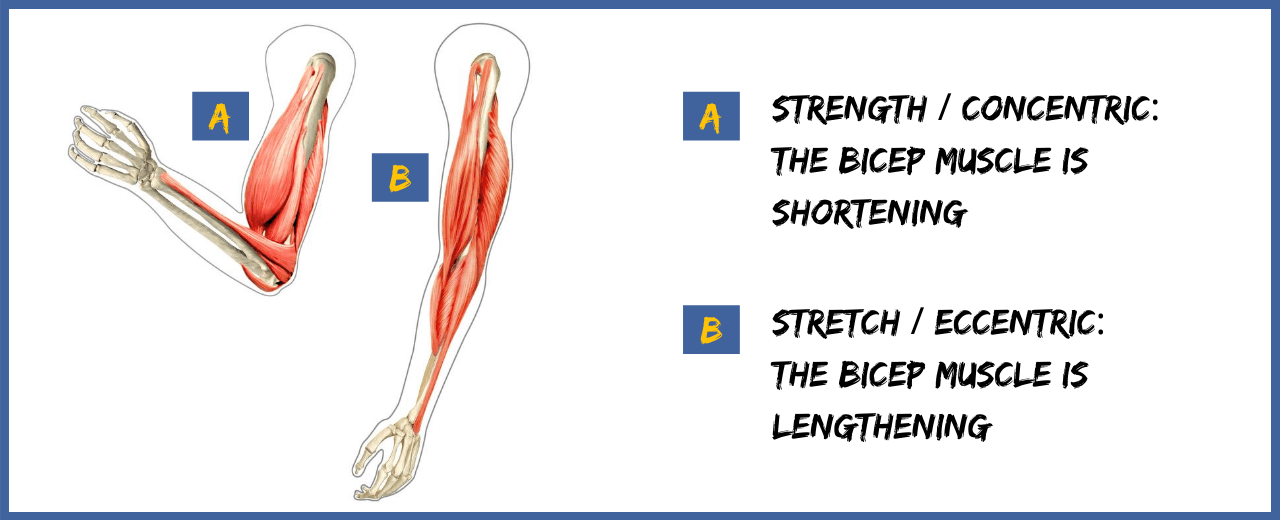 What is Strength Training vs Stretching? Bendable Body