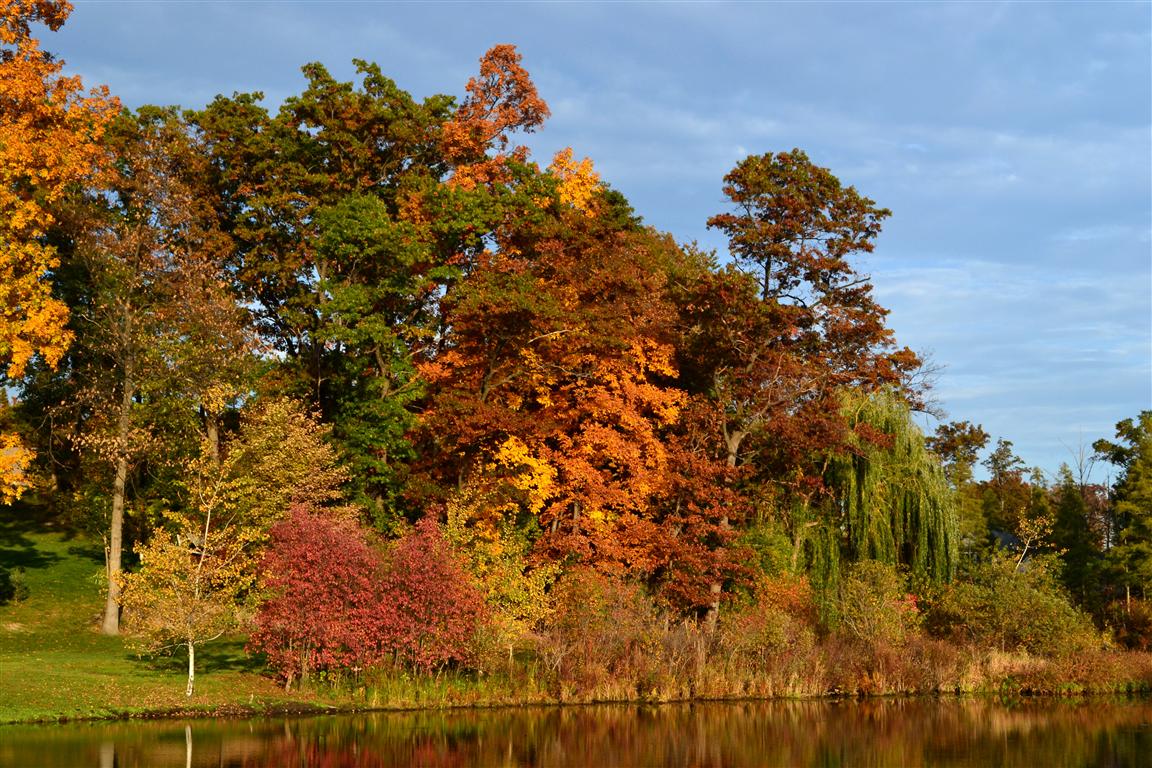 Woodland Lake, Brighton, MI Everyday Nature Scenes