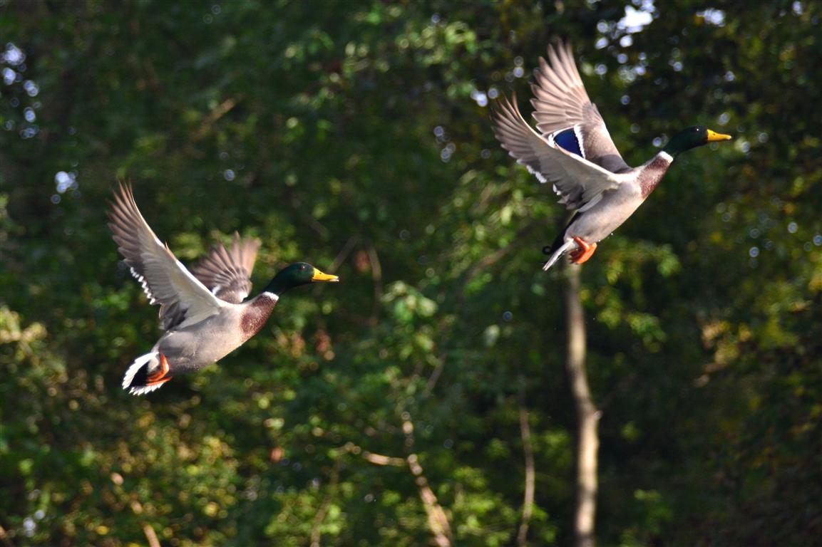Woodland Lake, Brighton, MI Everyday Nature Scenes