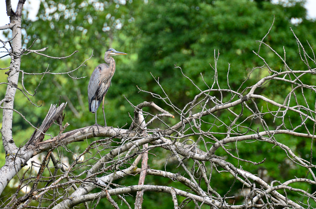 Woodland Lake, Brighton, MI Everyday Nature Scenes