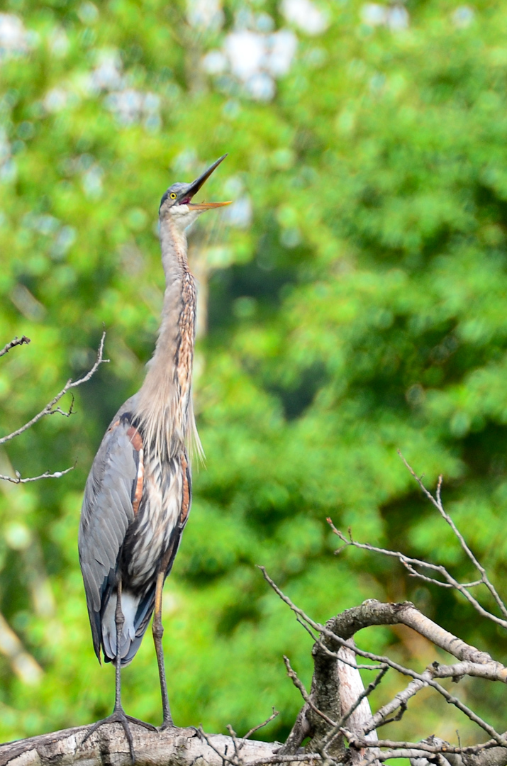 Woodland Lake, Brighton, MI Everyday Nature Scenes