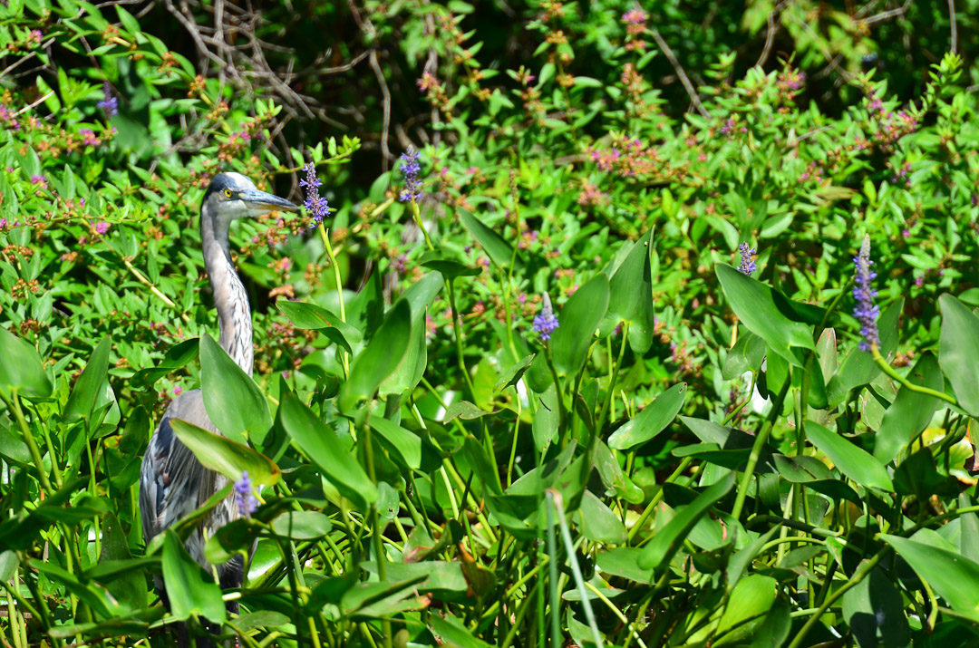 Woodland Lake, Brighton, MI Everyday Nature Scenes