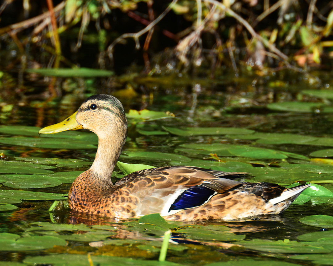 Woodland Lake, Brighton, MI Everyday Nature Scenes