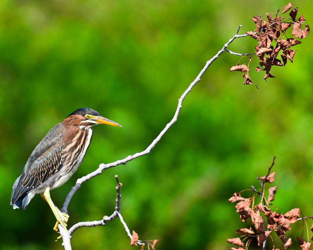 Woodland Lake, Brighton, MI Everyday Nature Scenes