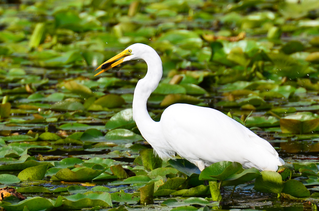 Woodland Lake, Brighton, MI Everyday Nature Scenes
