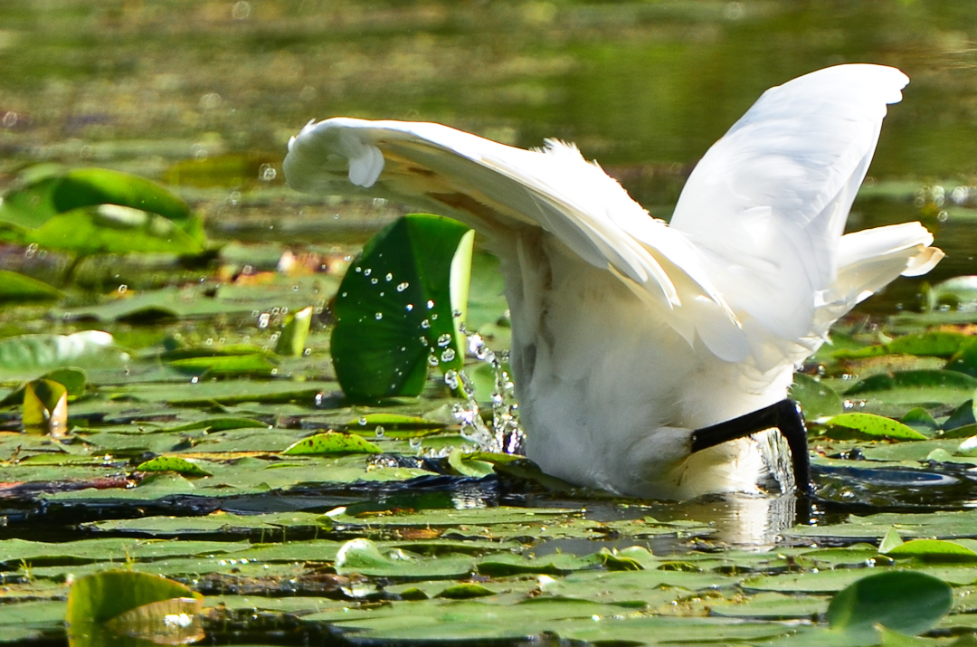 Woodland Lake, Brighton, MI Everyday Nature Scenes