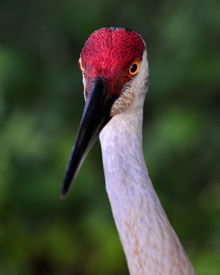 Woodland Lake, Brighton, MI Everyday Nature Scenes