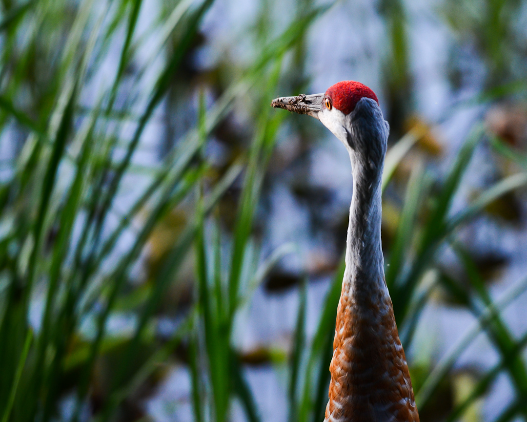Woodland Lake, Brighton, MI Everyday Nature Scenes