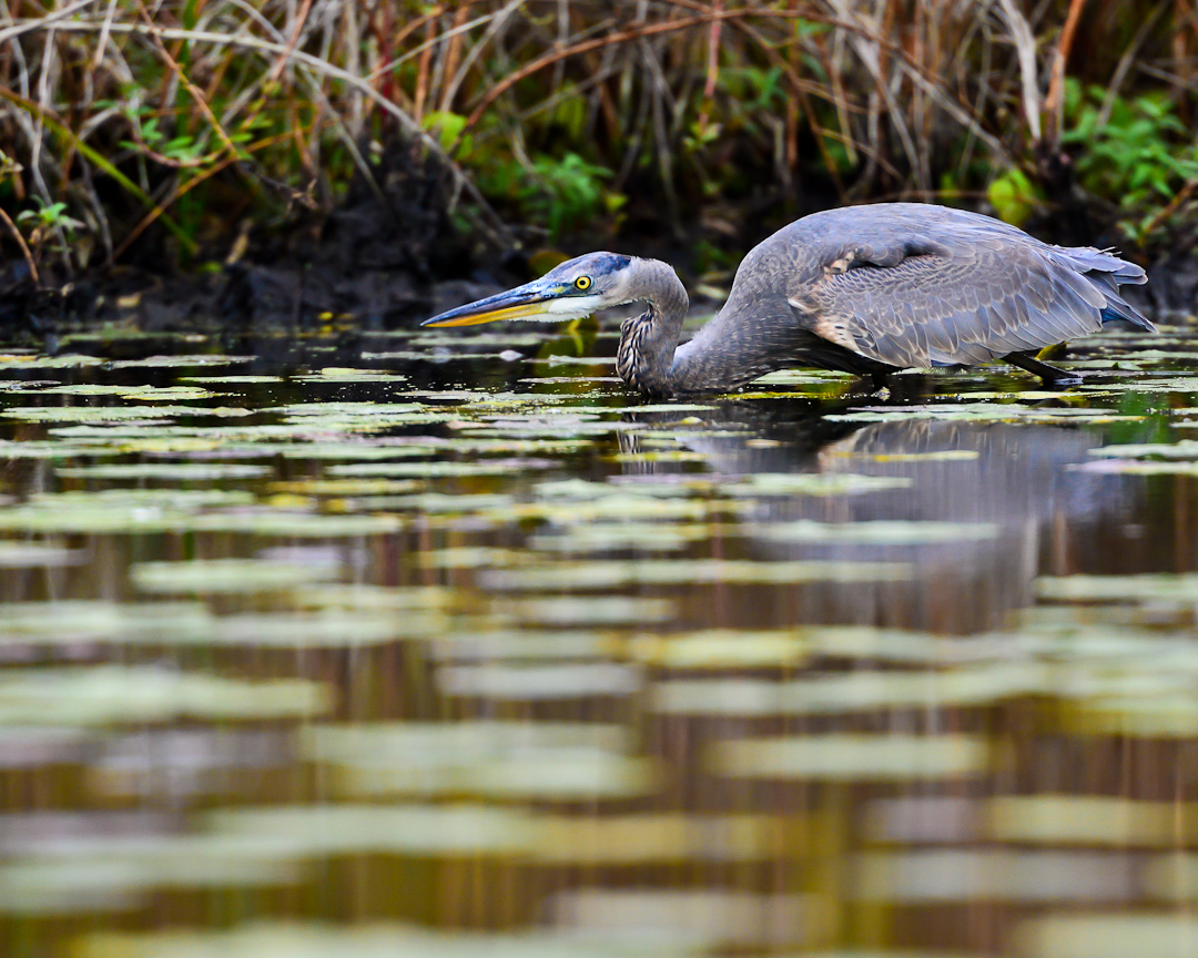 Woodland Lake, Brighton Everyday Nature Scenes
