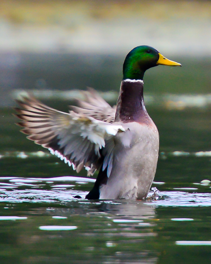 Woodland Lake, Brighton Everyday Nature Scenes