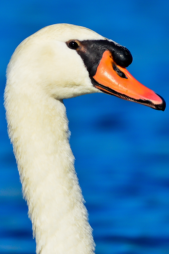 Woodland Lake, Brighton Everyday Nature Scenes