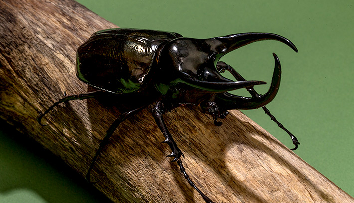 Beetle – The Teenage Animal Information Database