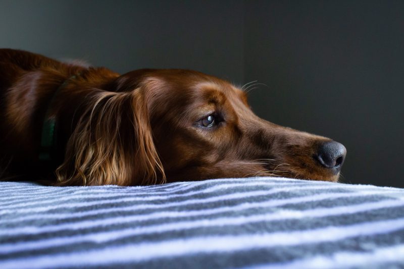 Best Pet Friendly Hotels in Bend, Oregon