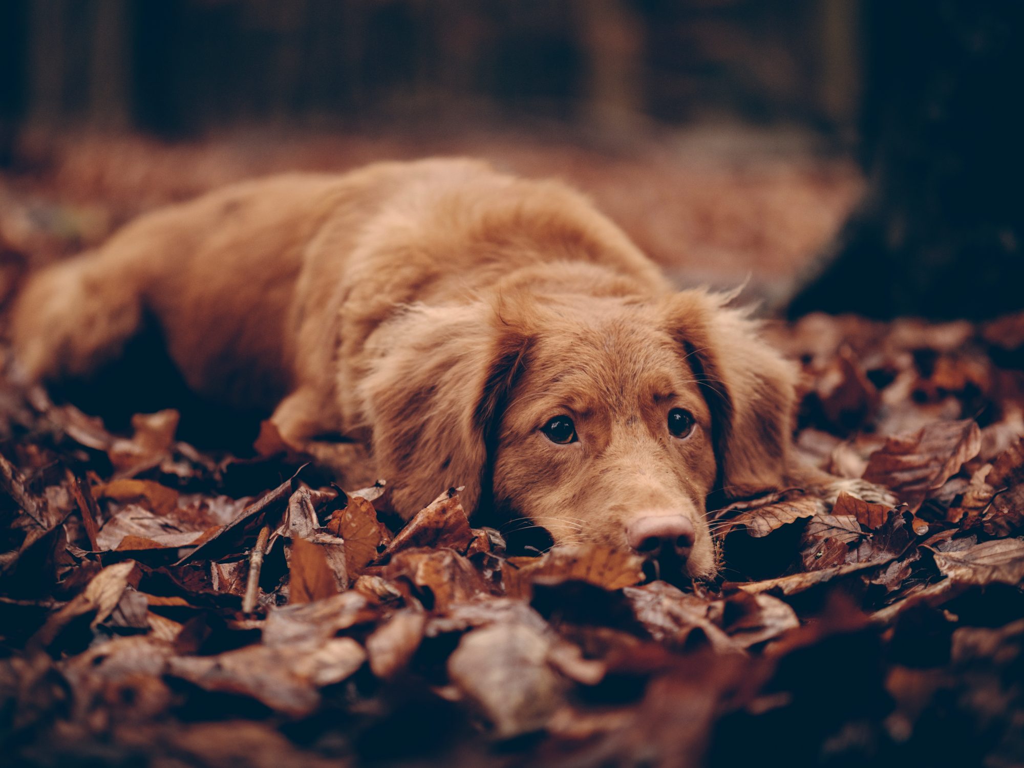 Best Dog Parks in Bend, Oregon Let Fido Run in These OffLeash Dog Parks
