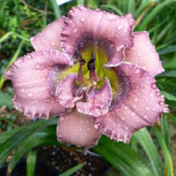 Bending Hill Farm | Hidden Camera