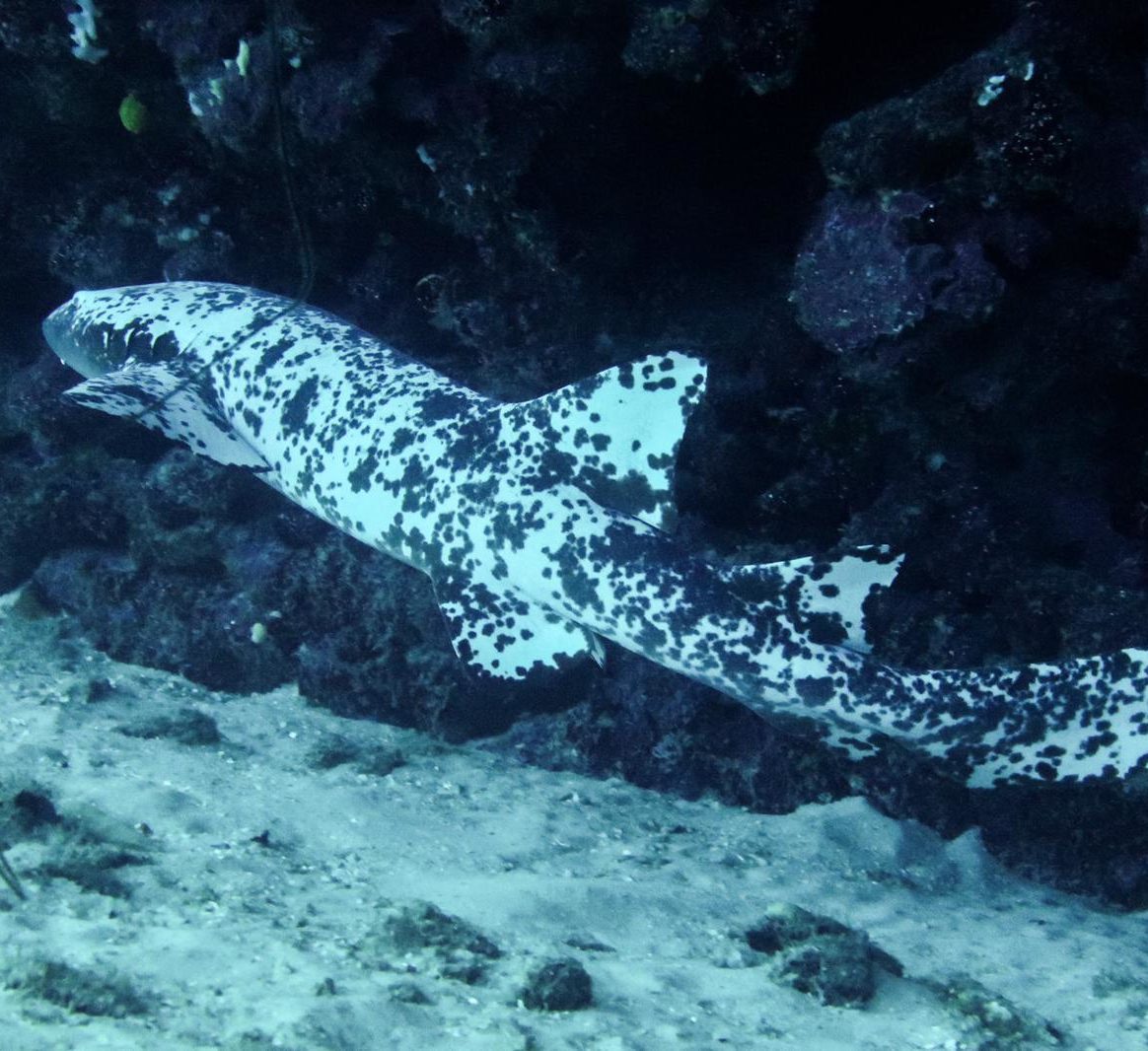 Nurse Shark with Piebaldism Recorded in Honduras Beneath The Waves