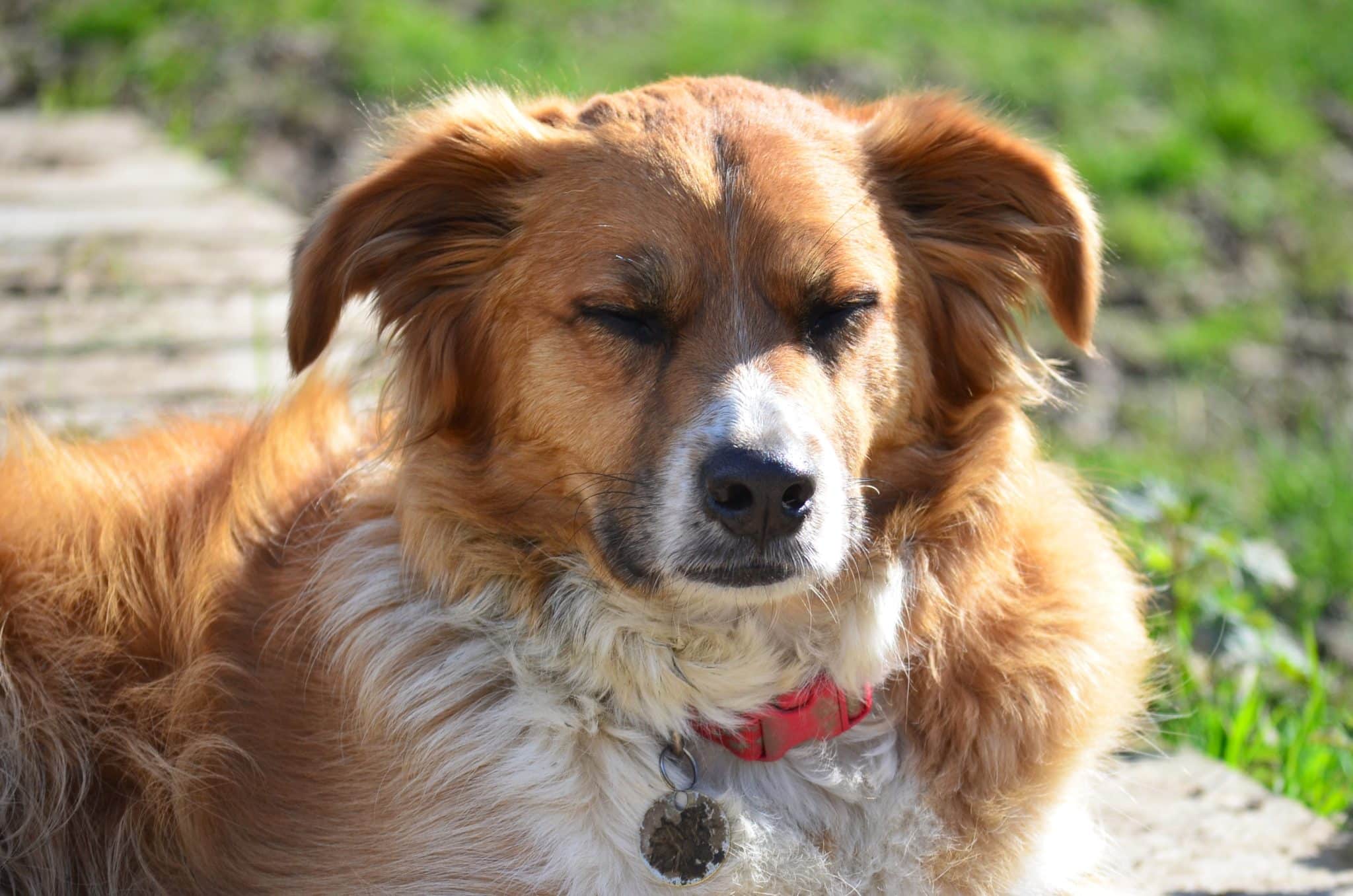 Holbrook Animal Rescue Benefact Group