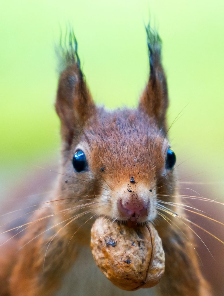 Benefits of Good Fats vs. Bad Fats Busting The Fat Myths