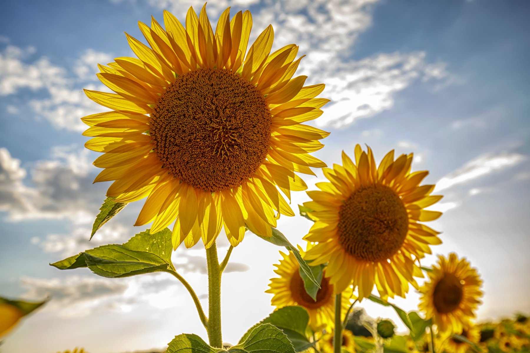 Benefits of Sunflower Seeds Benefits Of