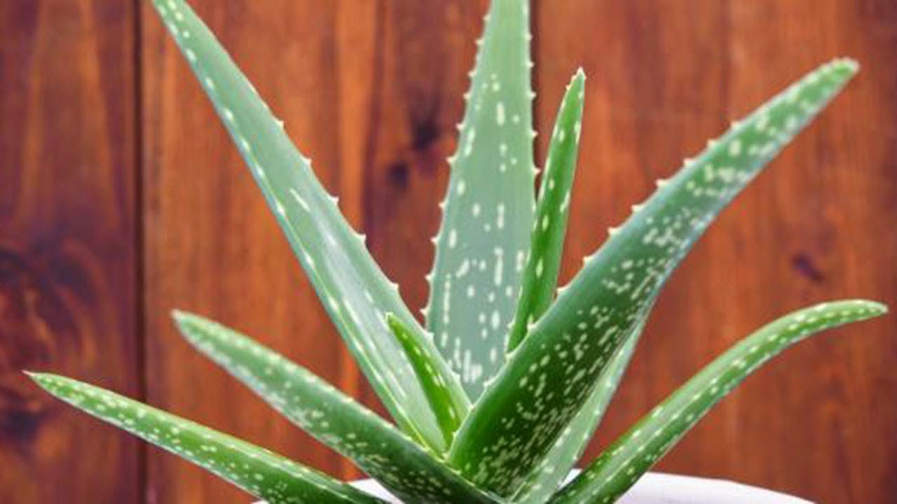 كيفية زراعة الصبار , اسهل الطرق لزراعه الصبار عالم