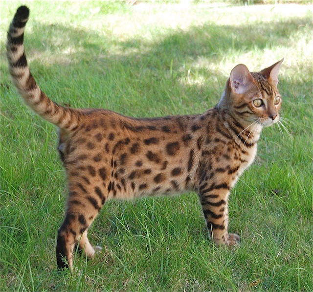 How Long Do Cats Tails Grow? Bengal Cat Care