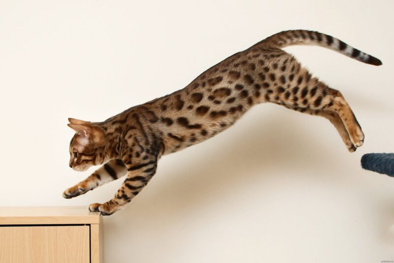 Why You Shouldn’t Own a Bengal Cat? Bengal Cat Care