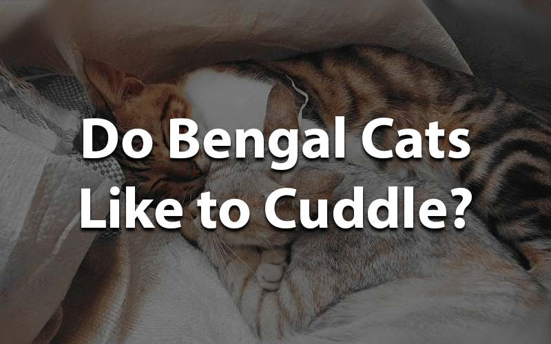 Do Bengal Cats Like to Cuddle? Bengal Cat Club