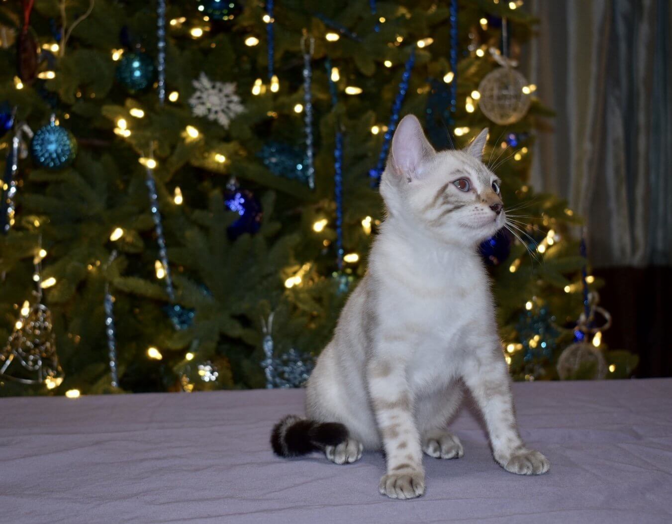 Bengal Cat Breeders In California Bengal Cat Club