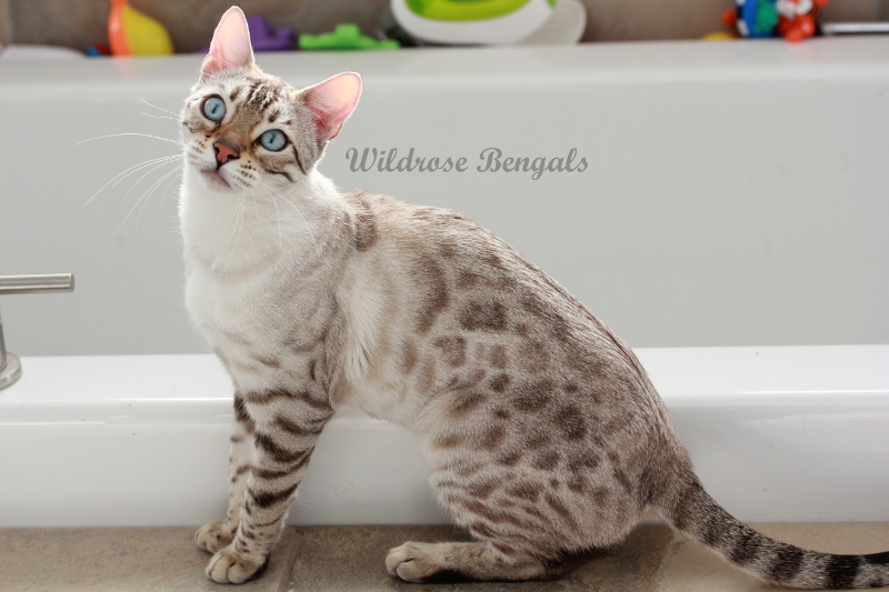 Wildrose Bengals The Bengal Cat Directory Resource for Bengal Cats