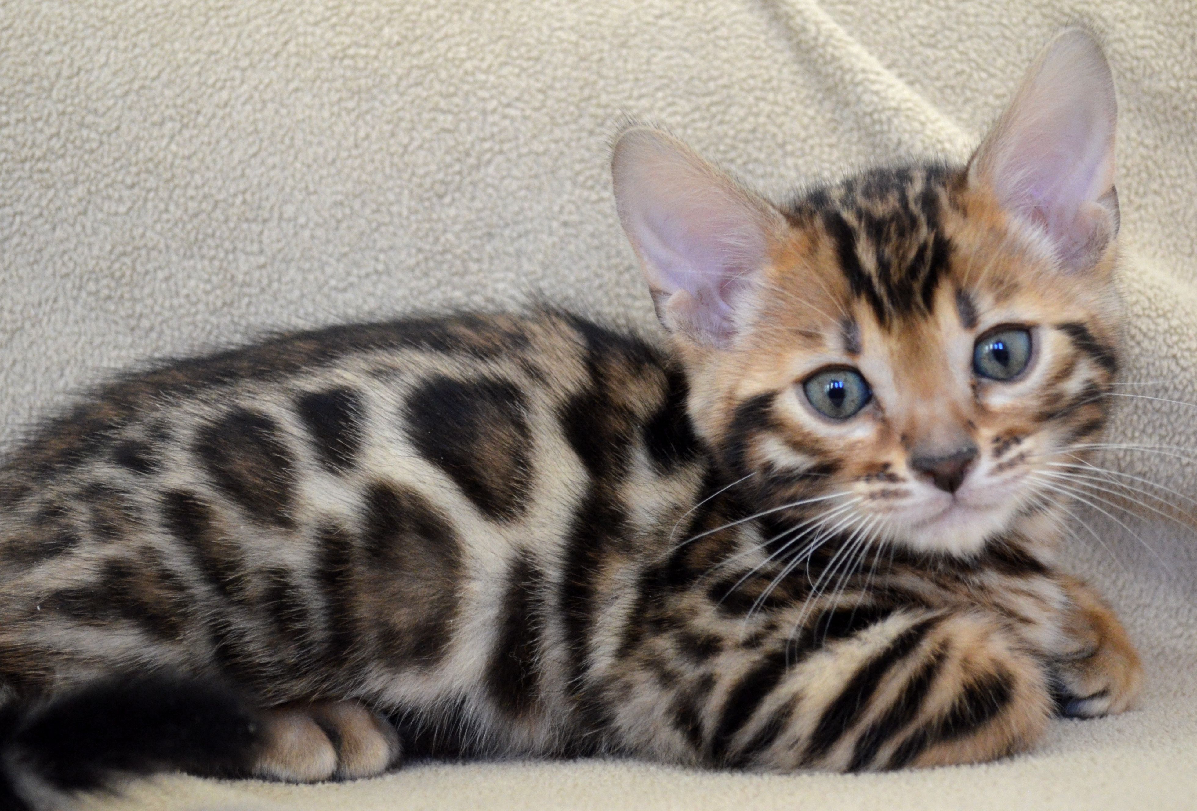 Beautiful Bengals The Bengal Cat Directory Resource for Bengal Cats