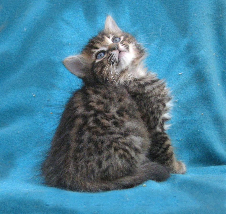 Avondell Cashmere Bengals The Bengal Cat Directory Resource for