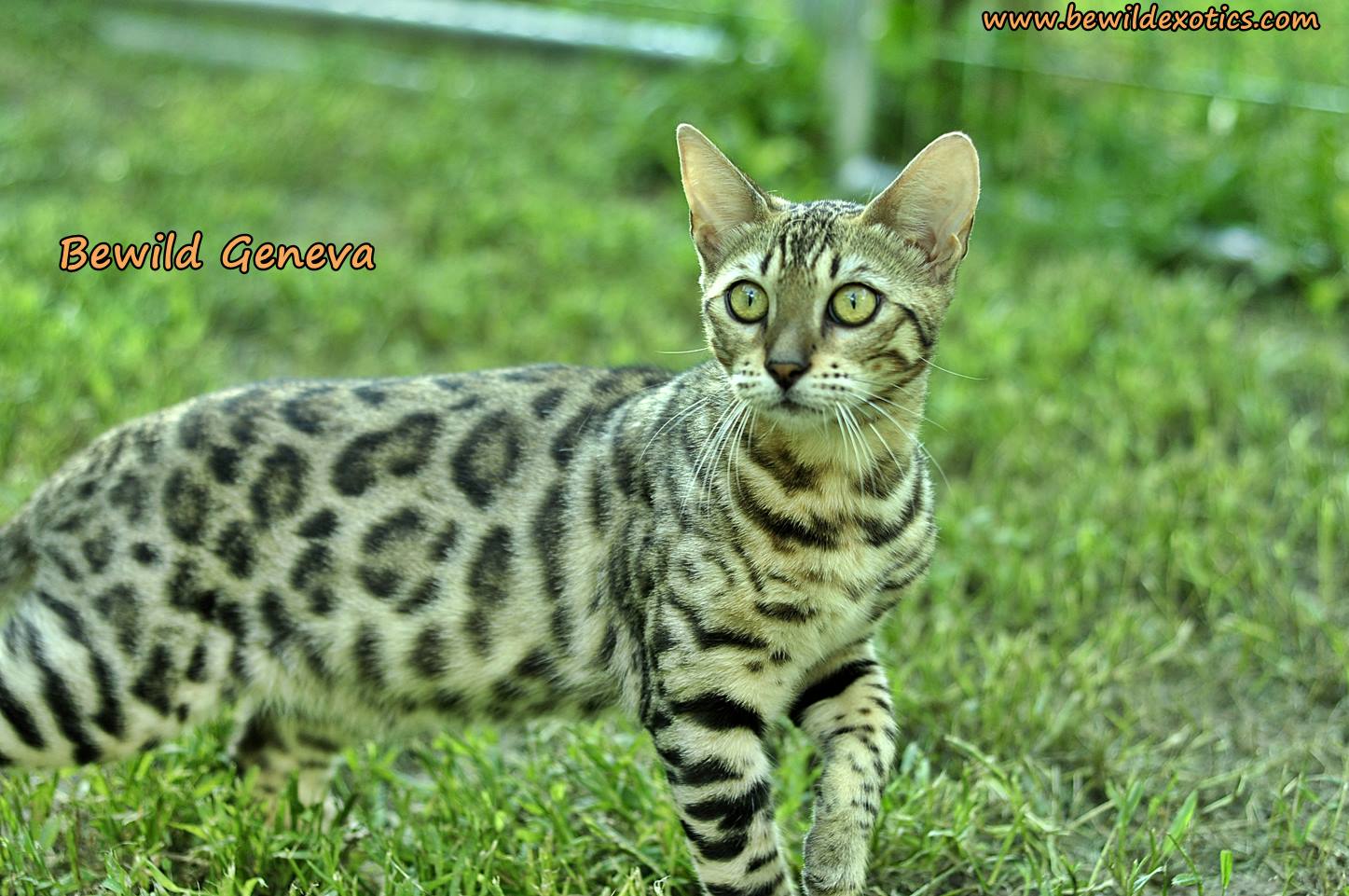 Bewild Bengals The Bengal Cat Directory Resource for Bengal Cats