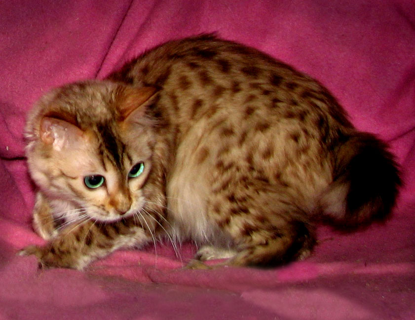 Avondell Cashmere Bengals The Bengal Cat Directory Resource for
