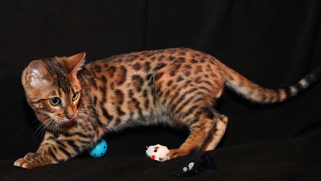 Royal Glitter Bengals The Bengal Cat Directory Resource for Bengal