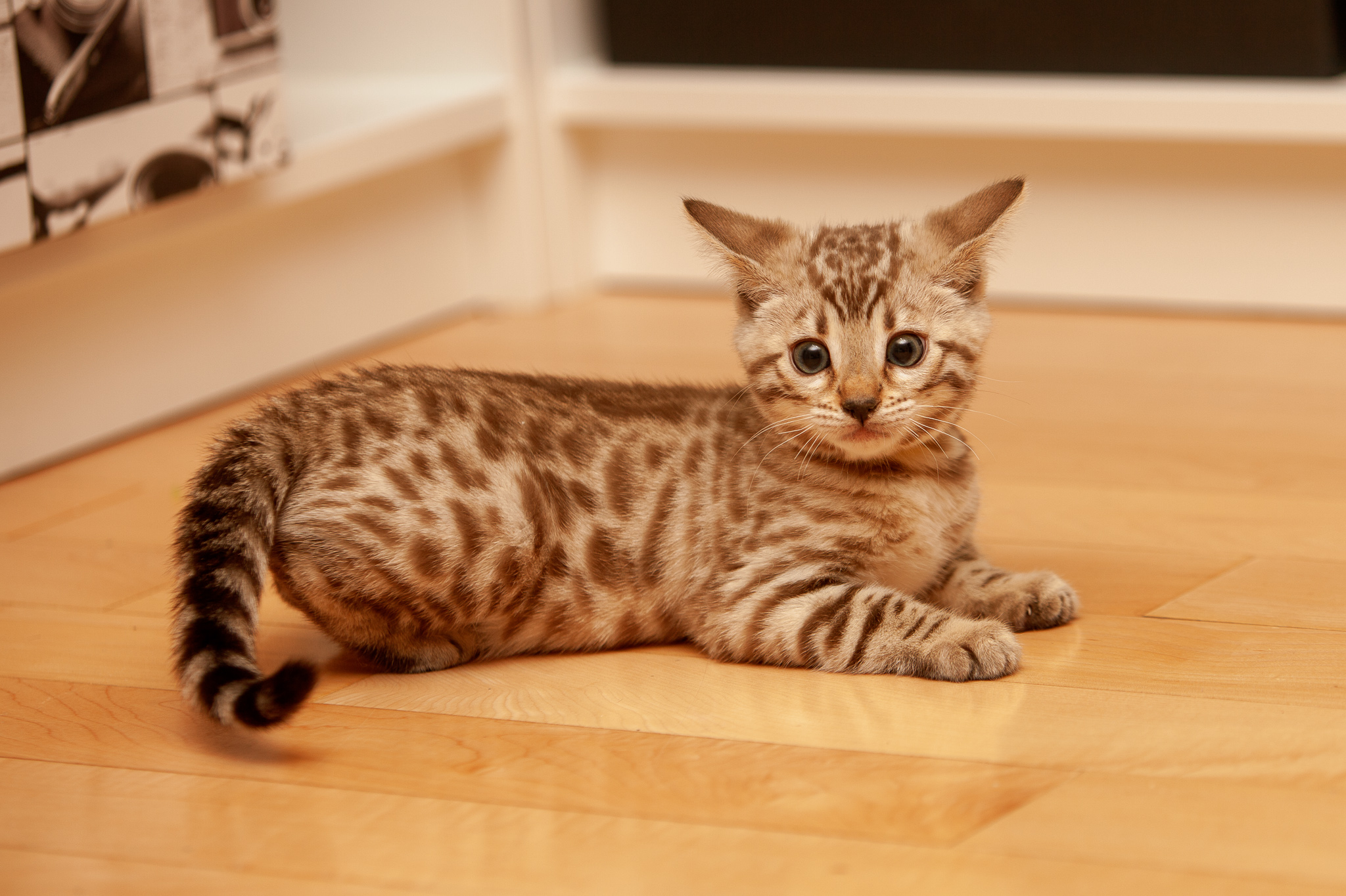 Mandy’s Bengals The Bengal Cat Directory Resource for