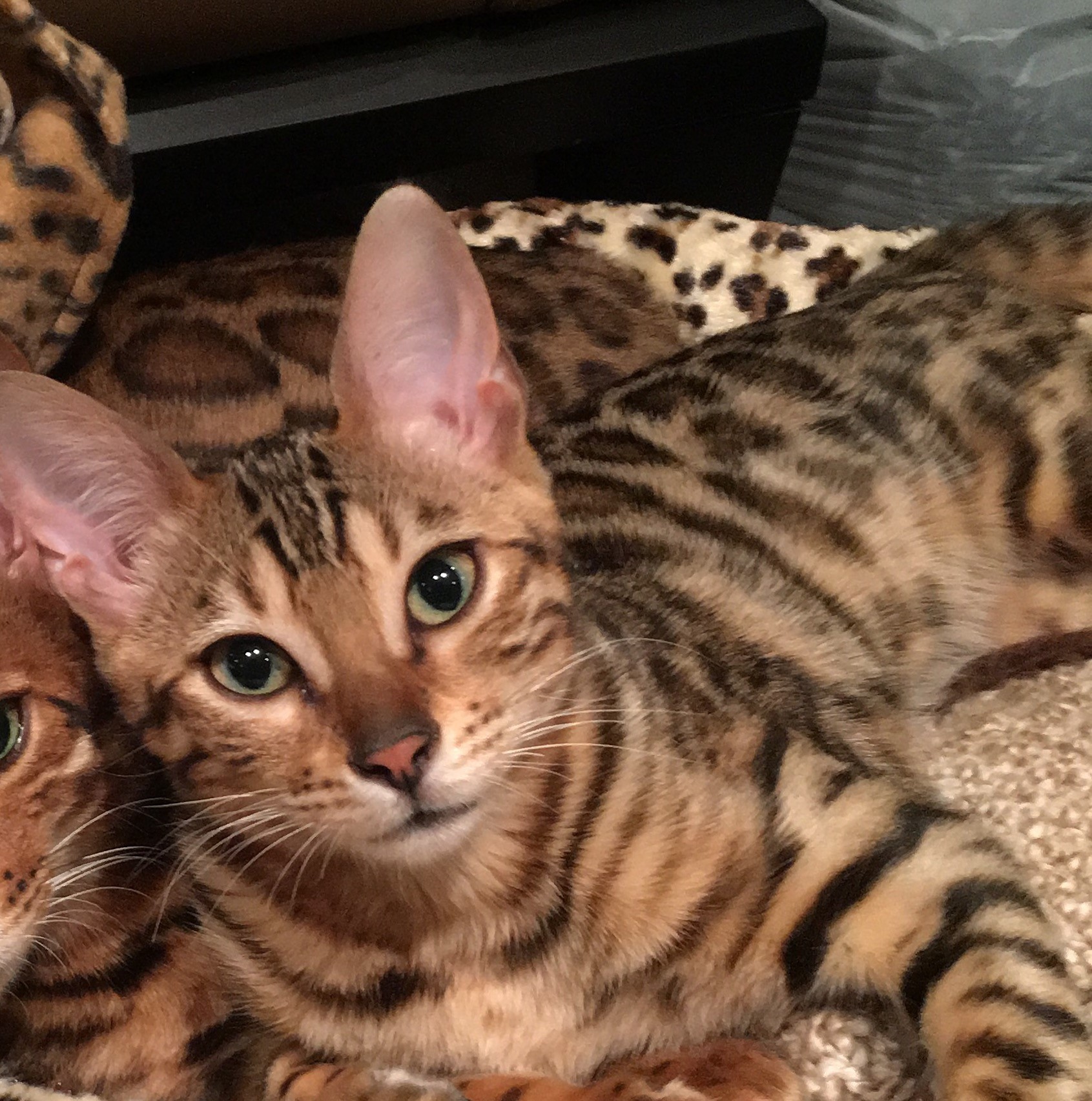 Bengal Buddies The Bengal Cat Directory Resource for Bengal Cats