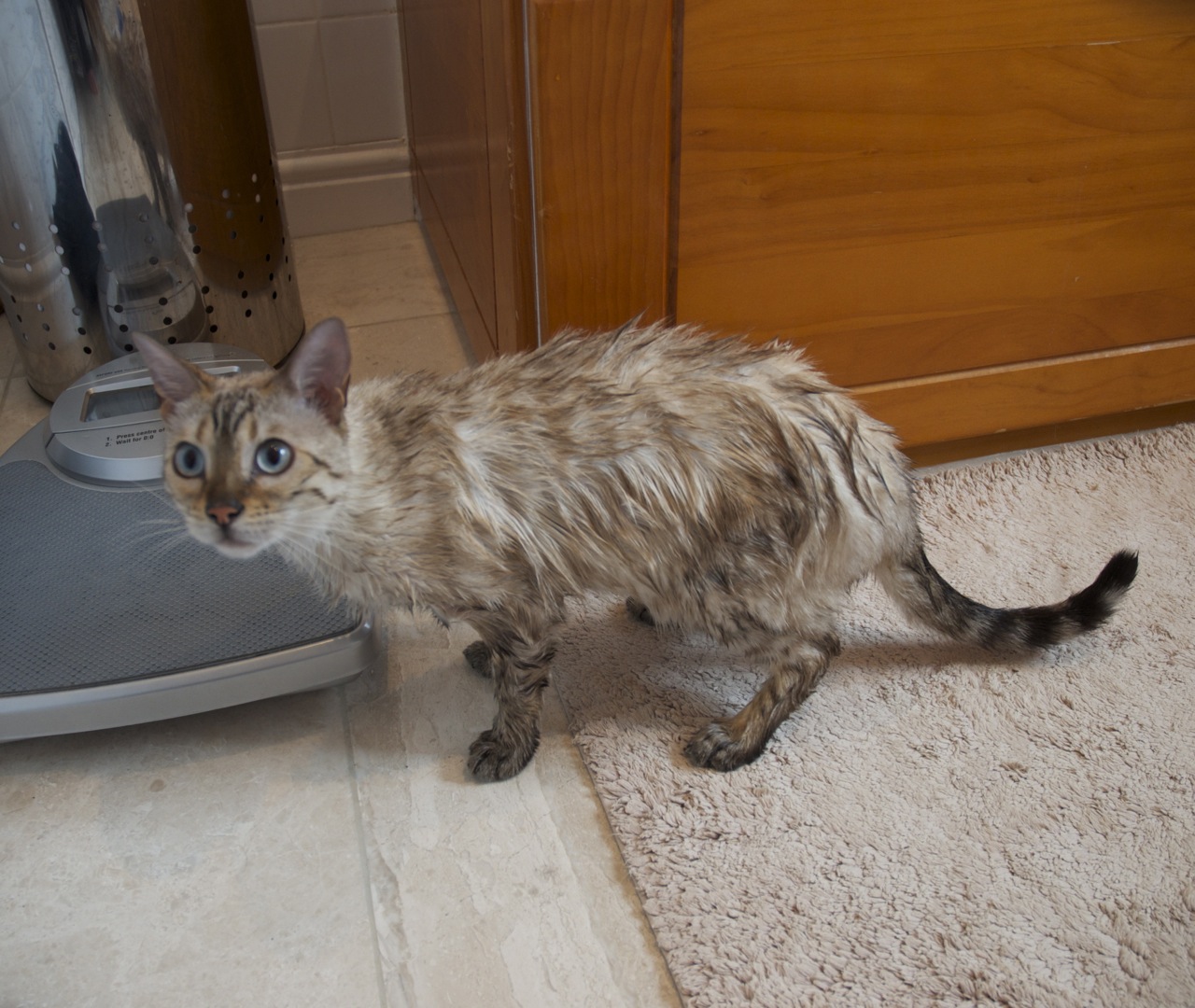 Lula Bengal Cat World