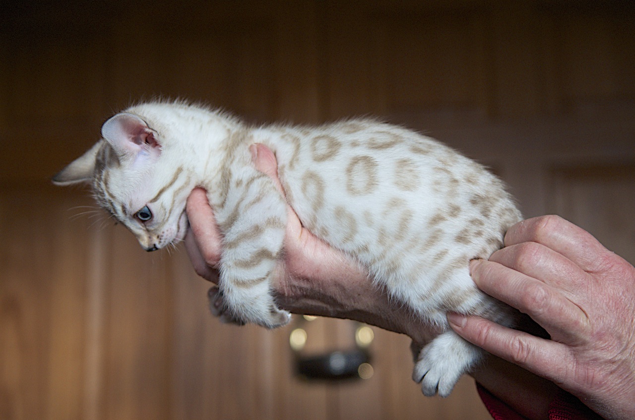 Tobysden Bengals Bengal Cat World
