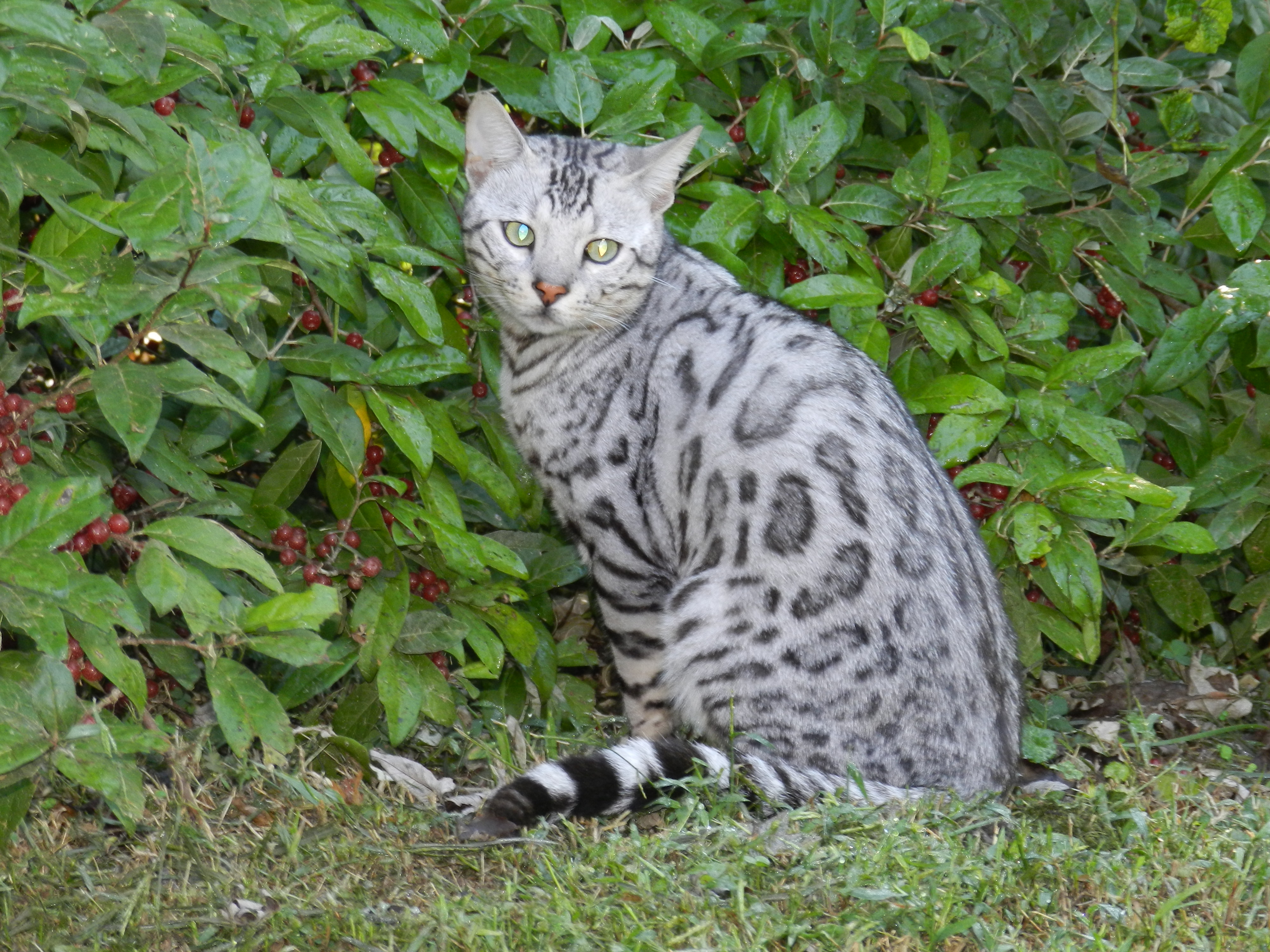 silver bengal cat Bengal Kittens