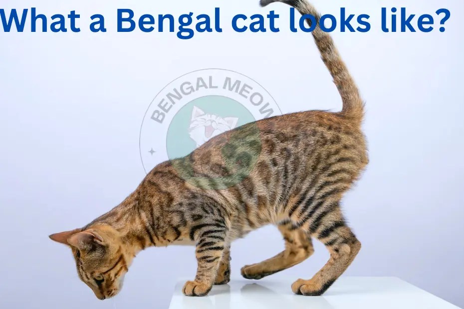 What Does a Bengal Cat Look Like Bengal Meow